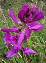 Image result for Hedysarum