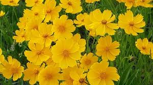 On our site you can get flower images free stock photos we have about (10,941 files) free stock photos in hd high resolution jpg images format. 10 000 Best Flowers Videos 100 Free Download Pexels Stock Videos