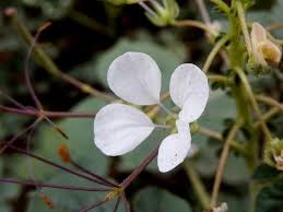 Image result for Cleome gynandra