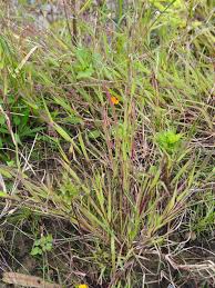 Image result for Dinebra