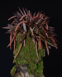 Image result for Oberonia disticha