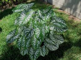 Shop Caladium, White Christmas - 3 Per Bag And Other Seeds At Harvesting  History
