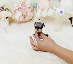 Miniature schnauzers are between twelve and twenty pounds. Micro Schnauzer Teacup Schanuzer Micro Teacup Schnauzer Puppy Micro Teacup Schnauzer Teacup Schnauzer Teacup Schnauzer Teacup Animals Really Cute Dogs