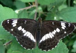 Black And White Butterfly Spiritual Meaning Butterfly Spiritual Meaning And Symbolism Butterfly Meaning Butterfly Conservation White Butterfly