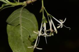 Image result for Pavetta uniflora