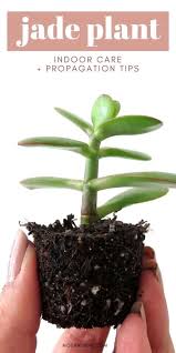 Then begin to prune it into the shape that you desire. Jade Plant Succulent How To Grow And Care For Your Indoor Jade Plant
