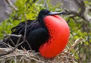 Galapagos Islands wildlife: Photos of unusual animals