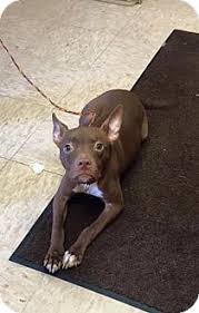 No worries, you can still adopt a cat. Benton Ar Boston Terrier French Bulldog Mix Meet Wendy A Dog For Adoption French Bulldog Mix Dog Adoption Boston Terrier