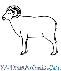 How To Draw A Bighorn Sheep