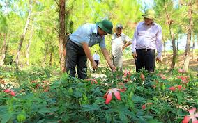 Triển vọng làm giàu từ cây sâm bố chính trên đất mới Tây Ninh