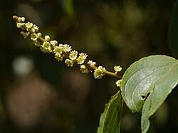 Image result for Gouania