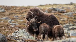I motsetning til andre dyr som rømmer når de føler seg truet, flykter ikke moskusen fra farer. Moskus Dovrefjell Sunndalsfjella Nasjonalpark