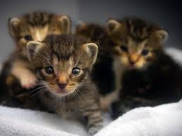 Annesiz Kedi Yavrusu Buldugunuzda Ne Yapmalisiniz