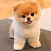 Shichon, teddy bear puppies ,minnesota,iowa, wisconsin,illinois shichons (teddy bears) our designer puppies (teddy bears) were chosen by target corporation to model their line of puppy clothes and dog accessories. 1