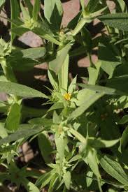 Image result for Geigeria