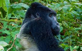 Image result for Brazzeia longipedicellata