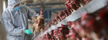 El virus se detectó por primera vez en 1996 en gansos en china. Gripe Aviar Mayor Amenaza Para Las Aves Y Menor Capacidad Zoonosica