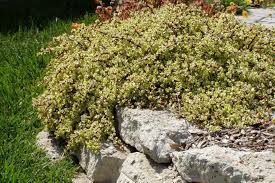 Image result for Portulacaria