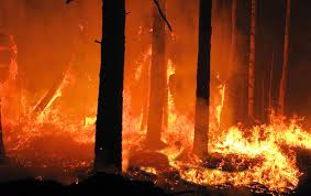 In calabria interi territori di montagne, boschi, foreste, campagne, sono stati per giorni e giorni lasciati soli con il fuoco che avanzava inesorabilmente provocando morti e danni ambientali devastanti. X0 Cfe26g2tsim