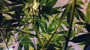 Cannabis users are always looking for a certain high. Finding Green In Morocco
