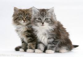 Pin On I Love Kittens