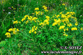 Check spelling or type a new query. Biologie Et Description Du Lotier Cornicule Lotus Corniculatus