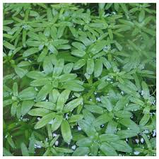 Image result for Callitriche