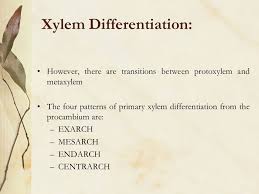 Differentiation In Seed Plants Ppt Video Online Download