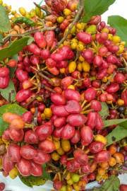 Image result for Monanthotaxis ferruginea