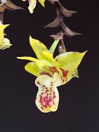 Image result for Polystachya campyloglossa