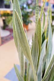 Image result for Sansevieria metallica