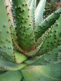 Image result for Aloe excelsa