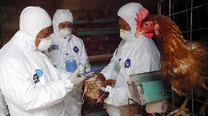 La mayoría de los casos de gripe aviar en los seres humanos han sido causados por las cepas asiáticas h5n1 y h7n9, pero otros tipos también han causado algunas infecciones en los seres humanos. Ekgoiaksakwqpm