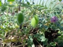 Image result for Cicer