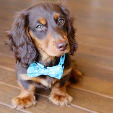 Frankie And Maple Mini Long Haired Dachshund Choclate And Tan Puppies And Kitties Long Haired Dachshund Mini Long Haired Dachshund