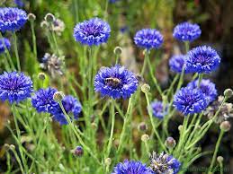 He gets his bees in april so id like to grow suitable flowers and veggies for them. 10 Plants That Help Bees Through The Winter Bc Farms Food