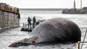 Di bawah laut, terdapat banyak aneka ragam tumbuhan dan. Bangkai Salah Satu Paus Terbesar Ditemukan Di Italia Bbc News Indonesia
