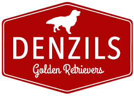 Founded in 1884, the akc is the recognized and trusted expert in breed, health, and training information for dogs. Denzil S Goldens Akc Golden Retrievers For Your Family