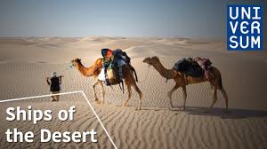 Their lips and the inside of their. Ships Of The Desert The Secrets Of Nature Nature Deserts Ship