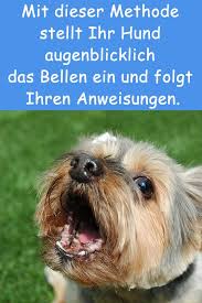 Mit Dieser Methode Stellt Ihr Hund Augenblicklich Das Bellen Ein Und Folgt Ihren Anweisungen Hunde Hunde Erziehen Hund Bellt
