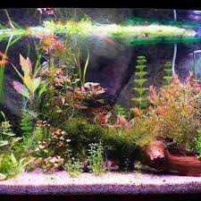 Akuarium laut akuariumlaut, aquarium laut, fish only, fowlr, lps, mix reef, nemo, softies, sps. Yuk Buat Sendiri Akuarium Air Laut Dengan 10 Rekomendasi Peralatan Dan Dekorasi Akuarium Dari Bp Guide Berikut