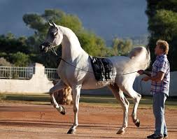 Find images of arabian horses. Did You Know There Are Over One Million Registered Arabian Horses In The World Horsereporter Com