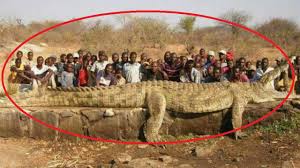 Yang terletak di jalan diponegoro persis di depan kebun binatang surabaya. 44 Buaya Terbesar Ideas Crocodiles Saltwater Crocodile Crocodile