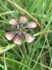 Image result for Psammotropha myriantha