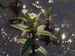 Image result for Limnophila indica