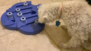 Especially if your pup is a chewer. Dog Mom Here S How I Introduced My Senior Toy Reluctant Dog To A Treat Puzzle Dogtime