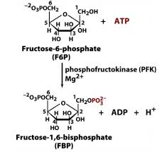 Struktur atp terdiri dari 3 buah phospat. Grundlagen Des Stoffwechsels Vl8 Flashcards Quizlet