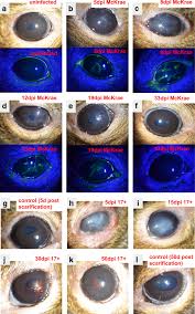 There are two types of hsv: Hsv 1 Infection And Pathogenesis In The Tree Shrew Eye Following Corneal Inoculation Springerlink