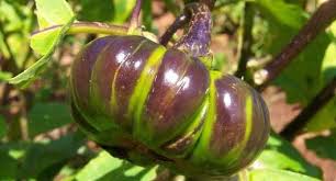 Aubergine Africaine Fao Organisation Des Nations Unies Pour L Alimentation Et L Agriculture
