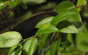 Image result for Agarista